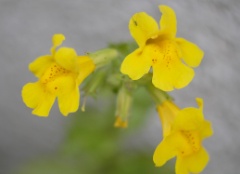 Monkey Flower